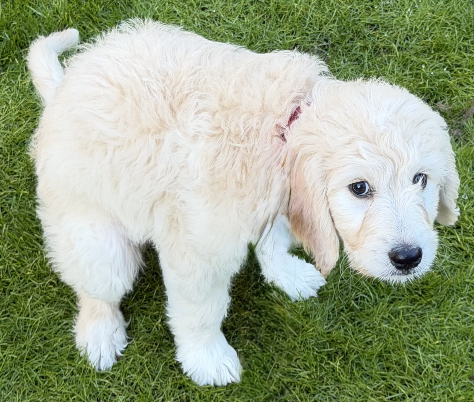 Dog
